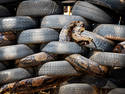 Snake in the Tires