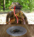 frog dish