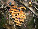 Animated mushrooms