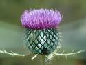 Thistle lamp