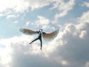 The Icarus Maneuver