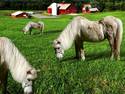 farm horses