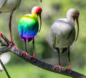 Rainbow Ibis