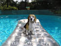 Beagle Swim