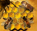 Smart numbered bees