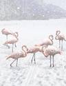 Flamingo's in snowstorm