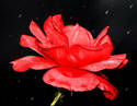 Rainy Red Rose