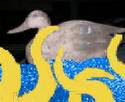 blurred undy duck