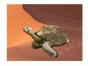 Sand turtle