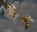 Wasp Party