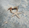 Starfish & Crab