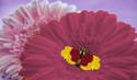 Flor Mariposa Alada