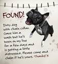 Dog found!