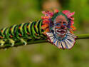 Clownterpillar