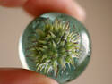Alien Marble?