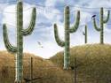 Desert telephone line