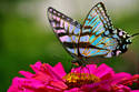 Batik Butterfly