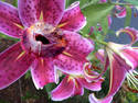 Dragon Lily