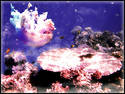 Offshore jellyfish