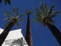 Worlds tallest palm tree