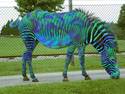 Zebra of many colors