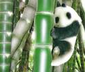 Who Loves Bamboos?