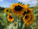 Sunflower Guardian
