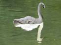 elephant swan