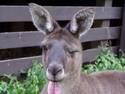 Funny-Kangaroo