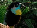Toucan Chick