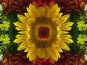 The mother Sunflower