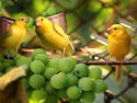 lovebirds love grapes