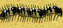 Centipedus