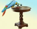 parrot's table