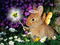 fairy rabbit