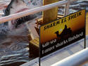 Shark El Sheik