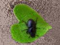Stag Beetle Return
