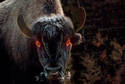 Evil Bison