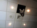 Ceiling Cat SpeedChopDay