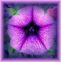 purple beauty