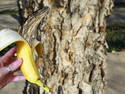 The Peeled Banana Tree