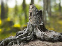 Tree root 