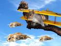 Squirrel-plane