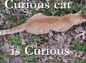    Curious cat