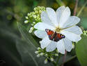 Flower Moth
