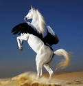 The last Pegasus...