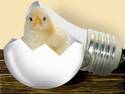 Chick in bulb
