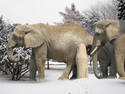 Arctic Elephants