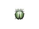 beetle(UPDATE)
