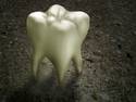 Molar Tooth - All Source